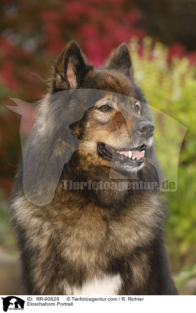 Eloschaboro Portrait / RR-90829