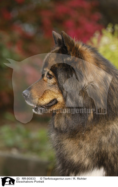 Eloschaboro Portrait / RR-90833