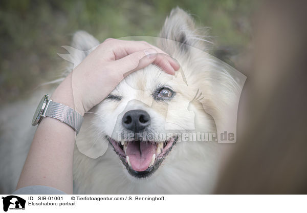 Eloschaboro Portrait / Eloschaboro portrait / SIB-01001