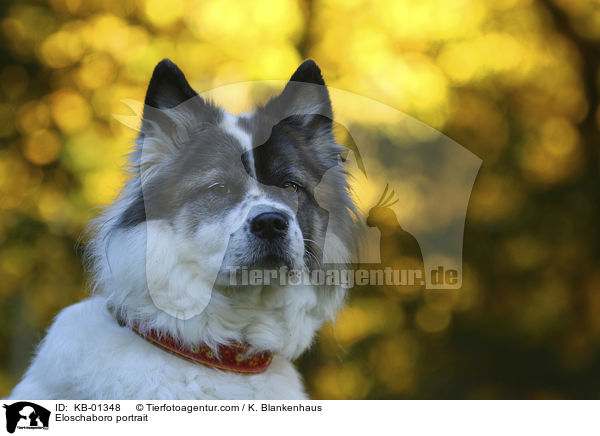 Eloschaboro portrait / KB-01348