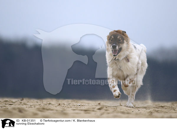 running Eloschaboro / KB-01351