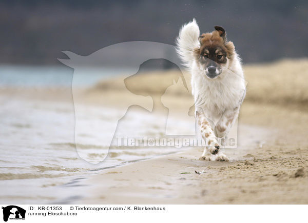 running Eloschaboro / KB-01353