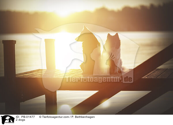2 dogs / PB-01477