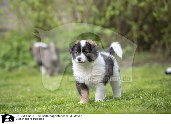 Eloschaboro Puppies / JM-11205