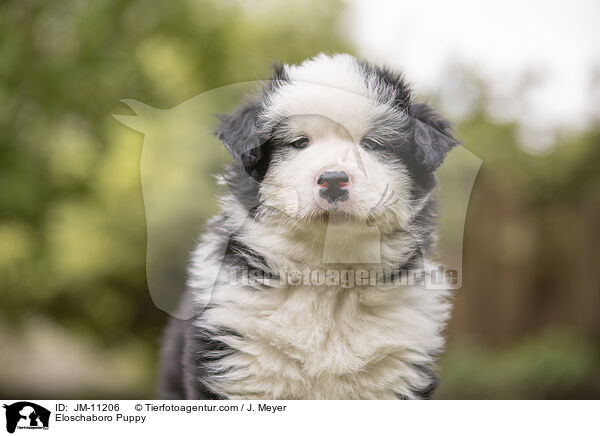 Eloschaboro Puppy / JM-11206