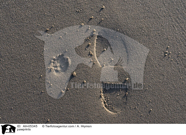 pawprints / AH-05345