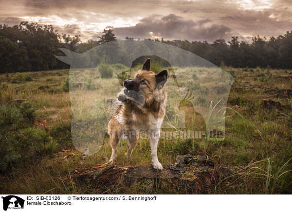 Eloschaboro Hndin / female Eloschaboro / SIB-03126