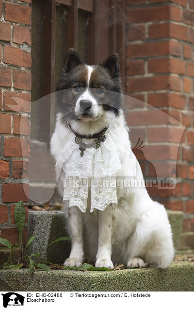 Eloschaboro / Eloschaboro / EHO-02486