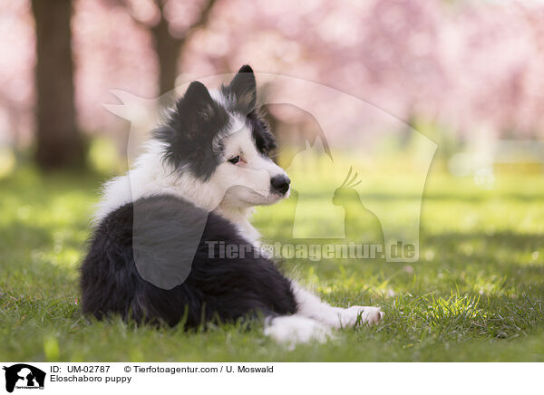 Eloschaboro puppy / UM-02787