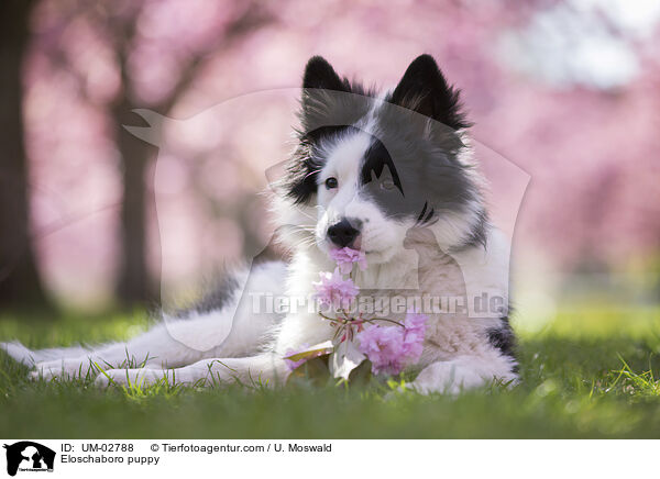 Eloschaboro puppy / UM-02788