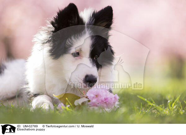 Eloschaboro puppy / UM-02789