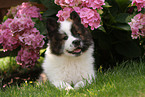 Eloschaboro Puppy