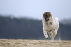 running Eloschaboro