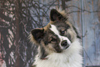 Eloschaboro Portrait