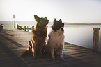 2 dogs