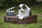 Eloschaboro Puppy