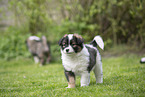 Eloschaboro Puppies