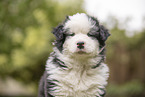 Eloschaboro Puppy