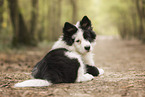 Eloschaboro puppy