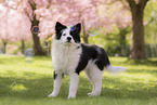 Eloschaboro puppy