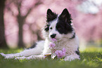 Eloschaboro puppy