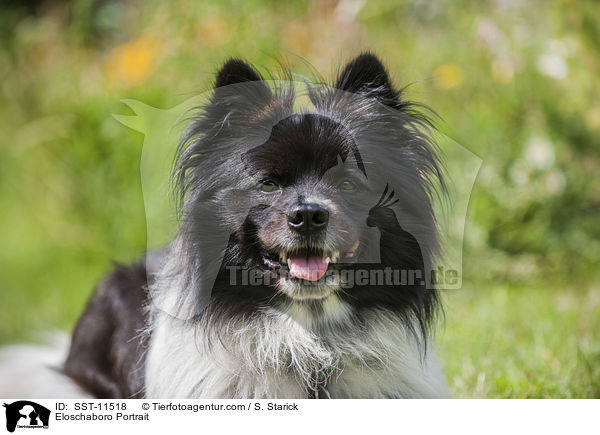 Eloschaboro Portrait / SST-11518
