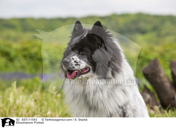 Eloschaboro Portrait / SST-11543