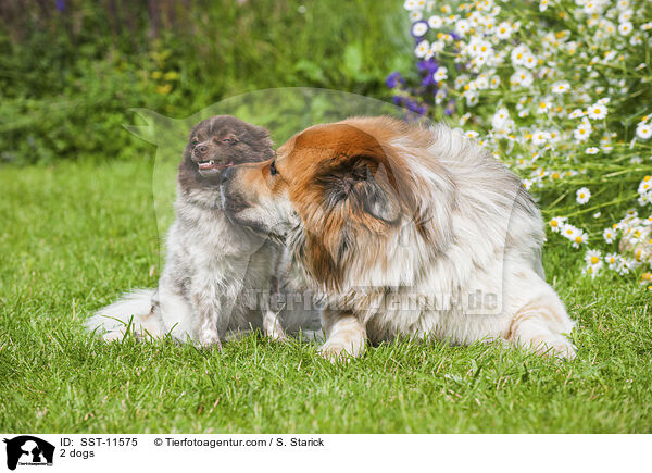 2 dogs / SST-11575