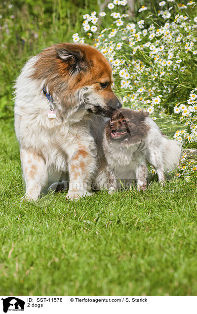 2 dogs / SST-11578