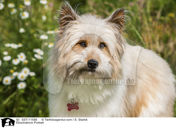 Eloschaboro Portrait / SST-11586