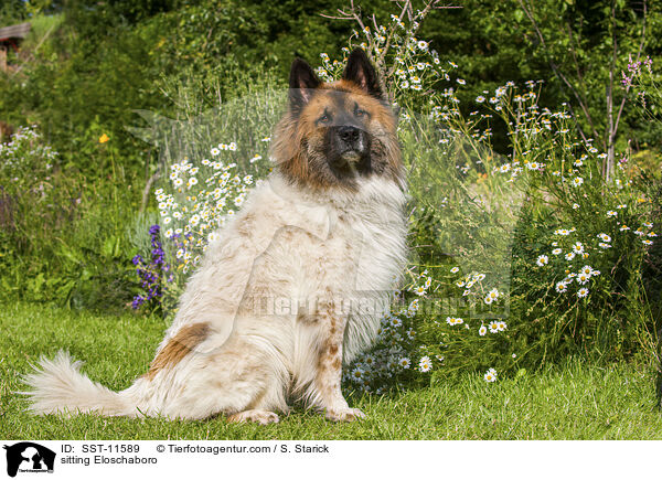 sitting Eloschaboro / SST-11589