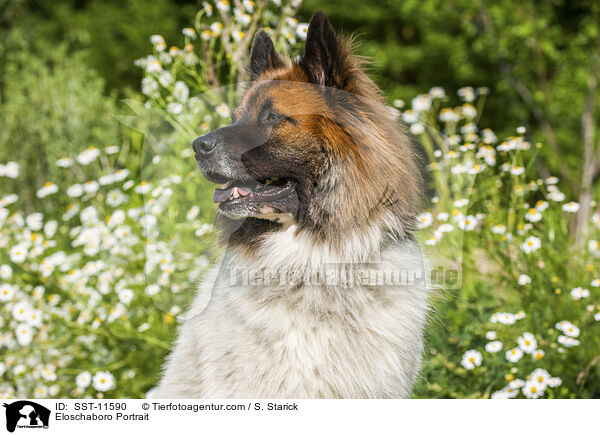 Eloschaboro Portrait / SST-11590