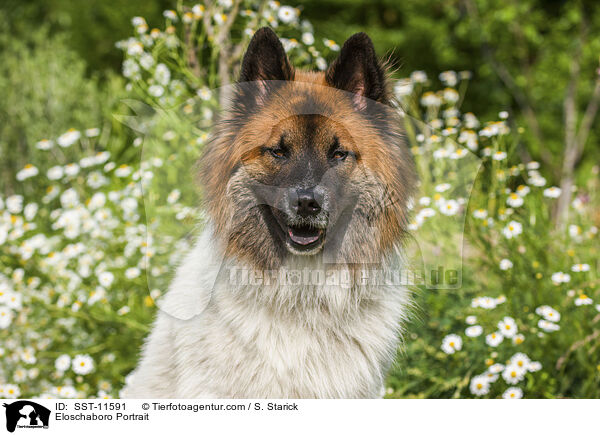 Eloschaboro Portrait / SST-11591