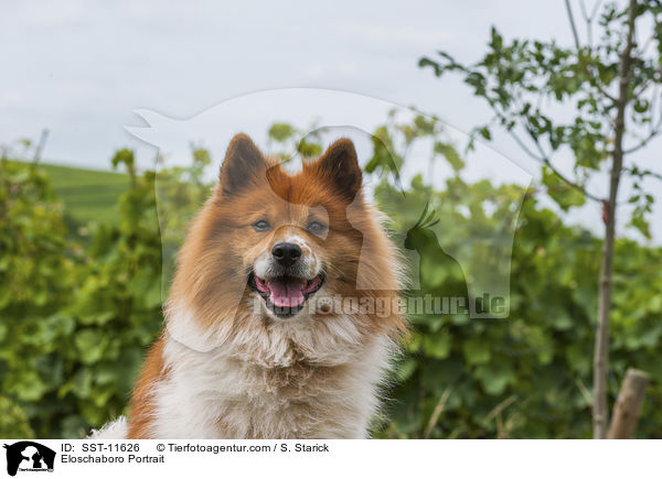 Eloschaboro Portrait / SST-11626