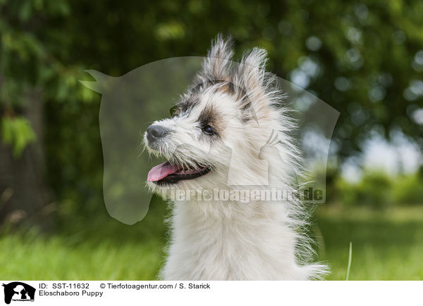 Eloschaboro Puppy / SST-11632