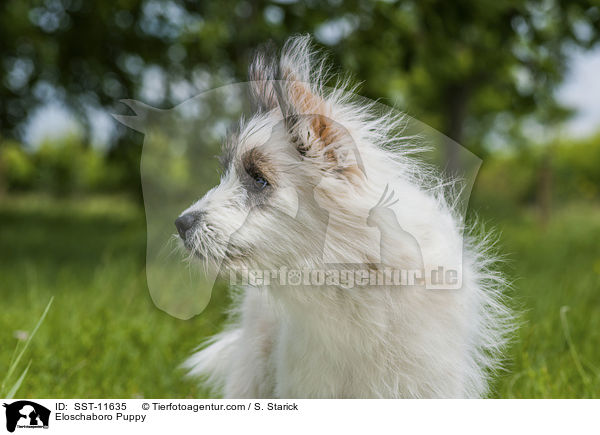 Eloschaboro Puppy / SST-11635