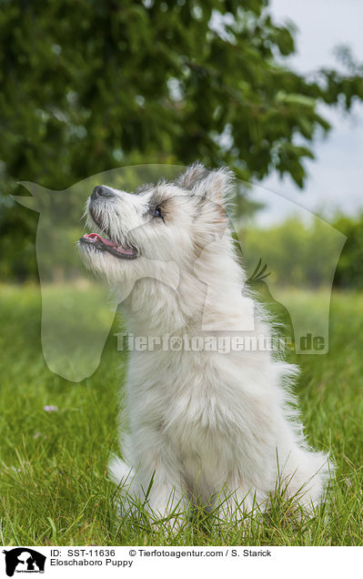 Eloschaboro Puppy / SST-11636
