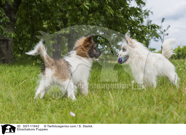 Eloschaboro Puppies / SST-11642