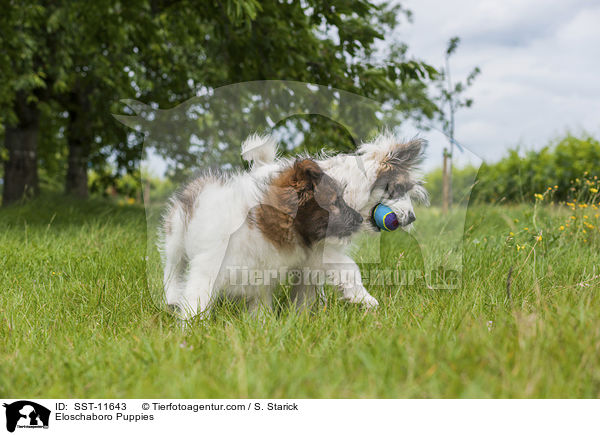 Eloschaboro Puppies / SST-11643