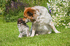 2 dogs