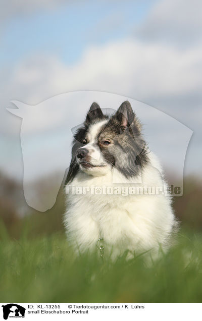 small Eloschaboro Portrait / KL-13255