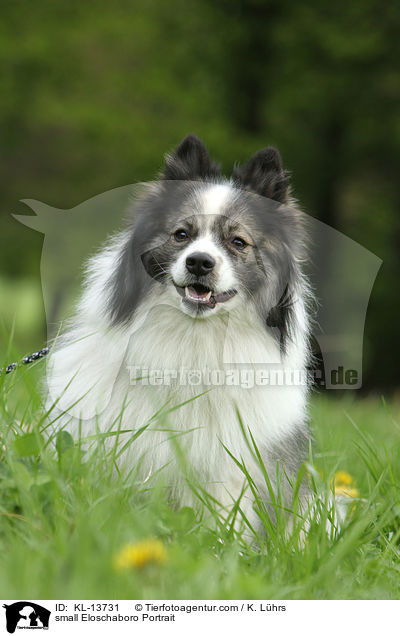 small Eloschaboro Portrait / KL-13731