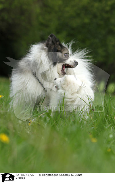 2 dogs / KL-13732