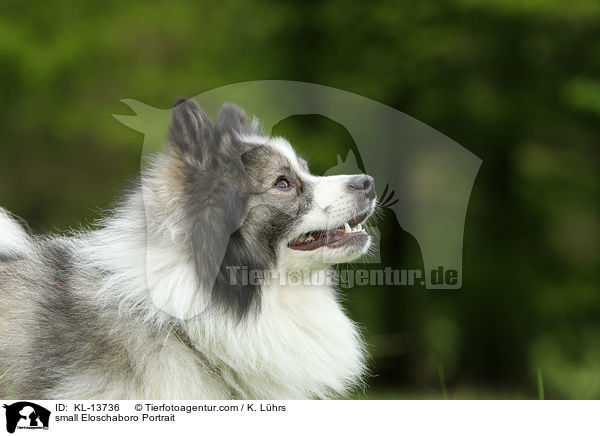 small Eloschaboro Portrait / KL-13736