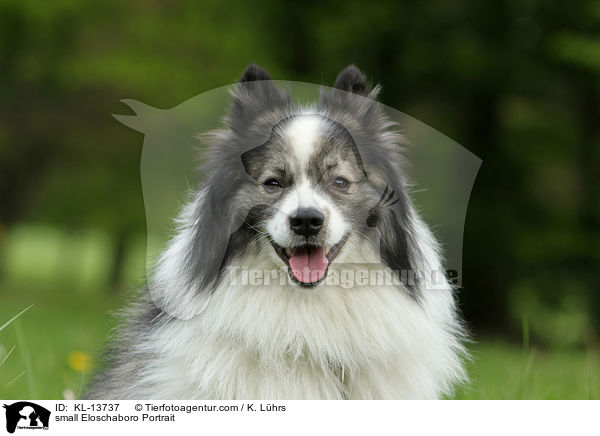 small Eloschaboro Portrait / KL-13737