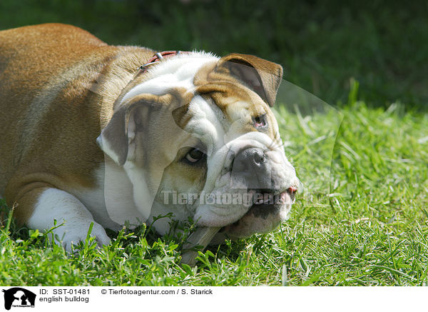 english bulldog / SST-01481
