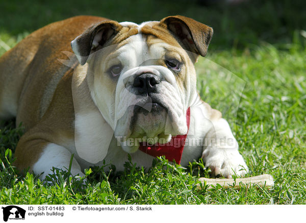 english bulldog / SST-01483