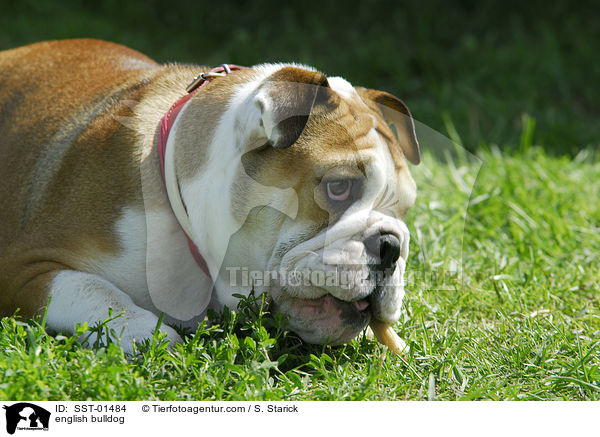 english bulldog / SST-01484