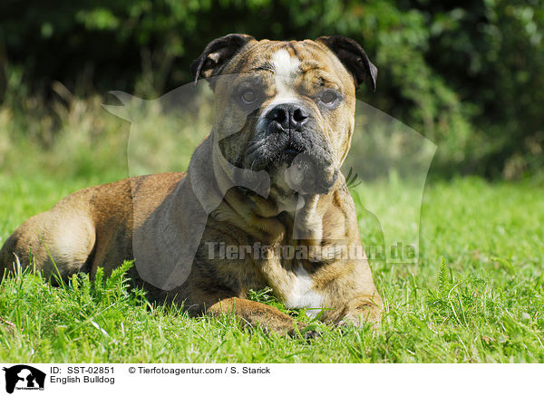 English Bulldog / SST-02851