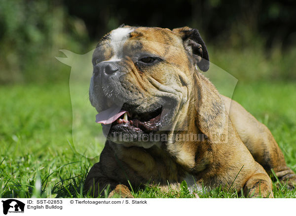 English Bulldog / SST-02853